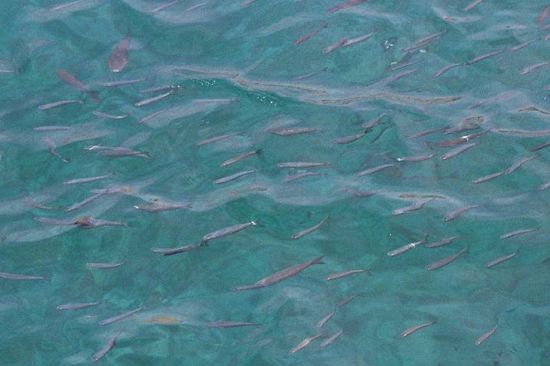 Malta Fische Wasseroberflaeche